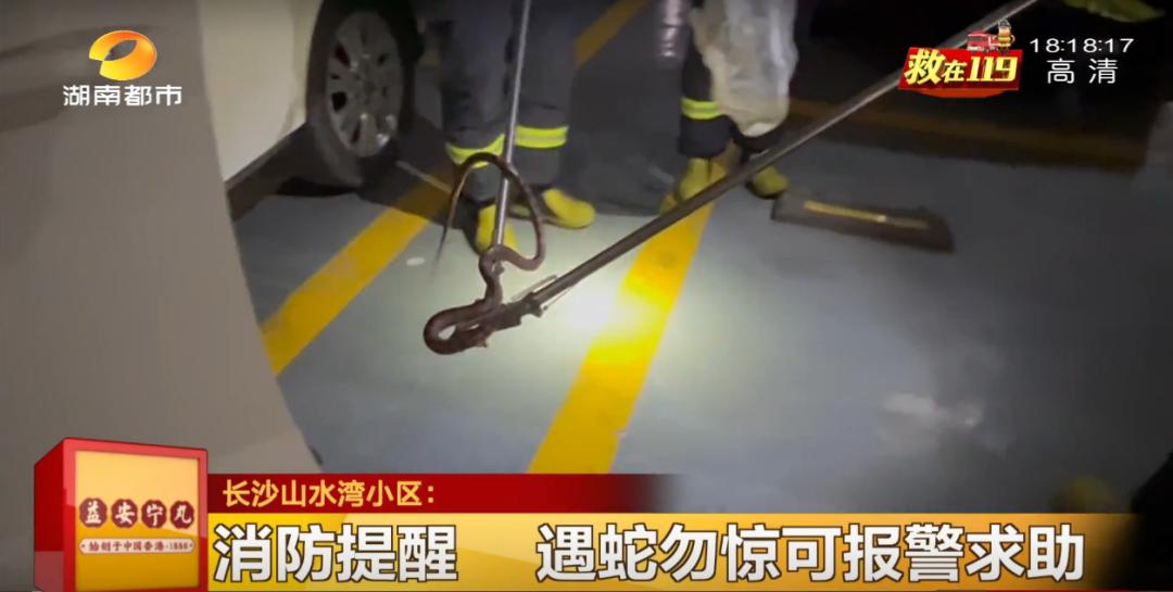 蛇总是偷吃鸡蛋怎么办,2米长蛇惊现居民楼