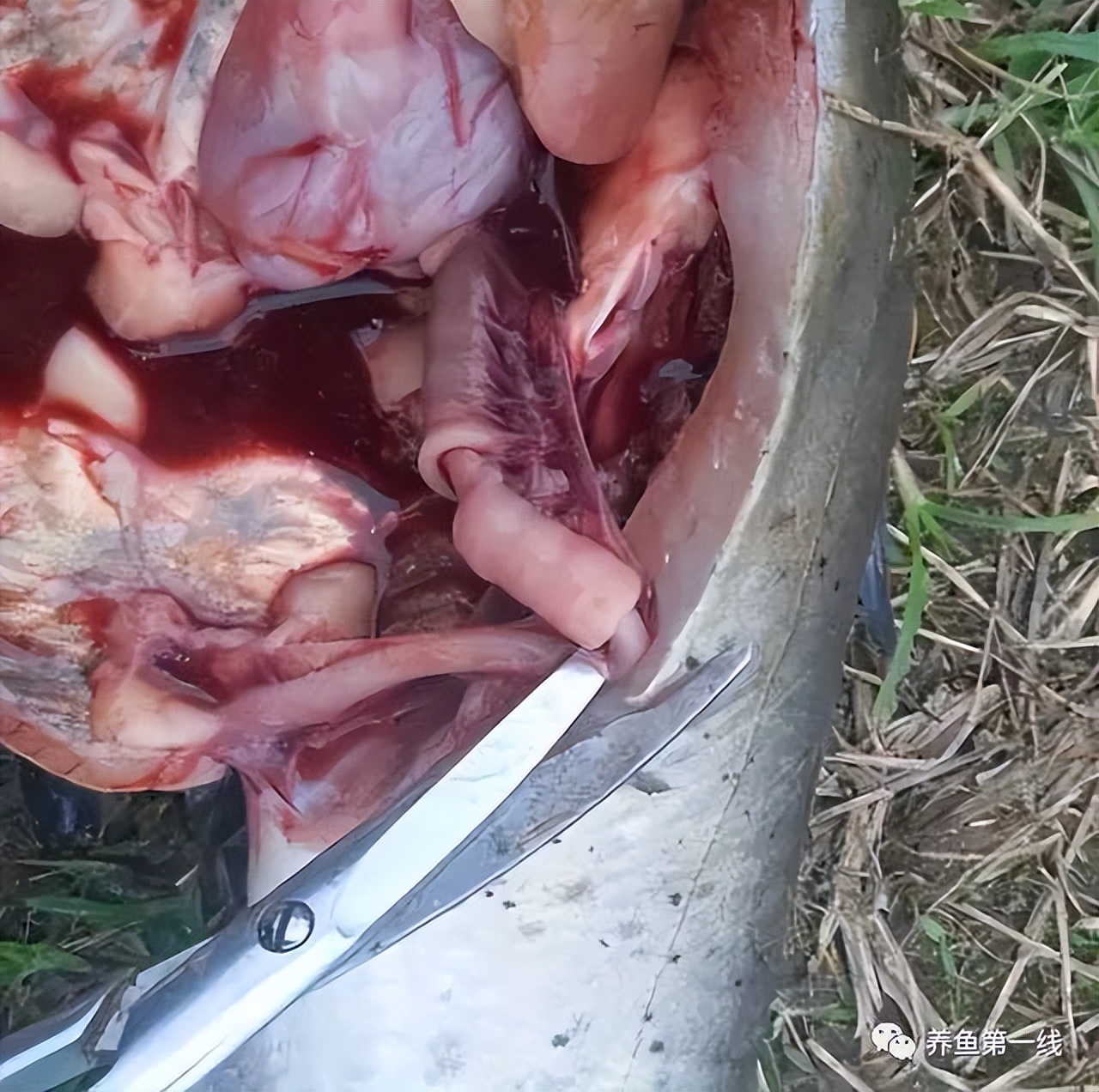 叉尾鮰肠炎治疗,叉尾鮰套肠是什么原因引起的