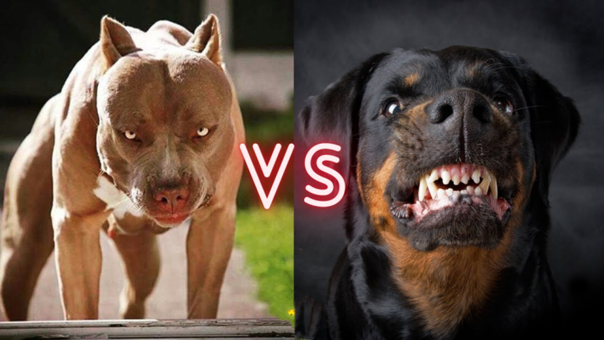 比特犬vs老虎谁厉害些,比特犬vs罗威纳哪个猛