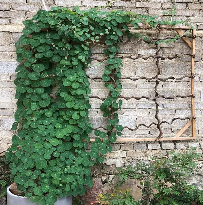 爬墙的绿植花卉有哪些,可以一年四季可以养的爬墙绿植