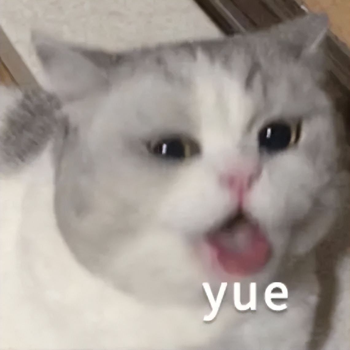 70万网友在线围观我家猫猫“搞黄色”：越看越上头，越看越变态