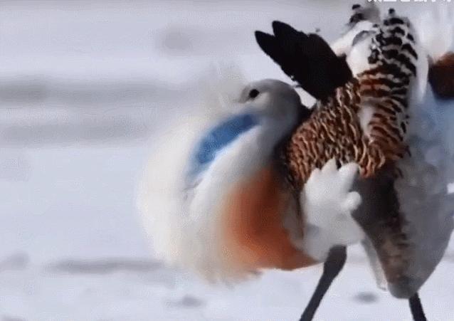 为何*楼青**老板娘叫*鸨老**？鸨能和所有鸟交配，真的是“万鸟之妻”？