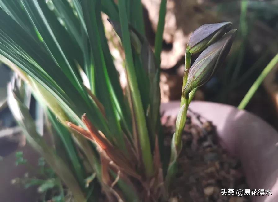 兰花上盆如何避免空根生长,兰花开始开花怎么养护好看