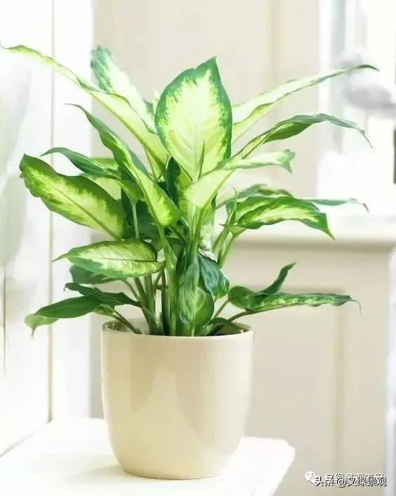 室内植物墙哪些类型植物合适,适合做绿植墙的常绿植物