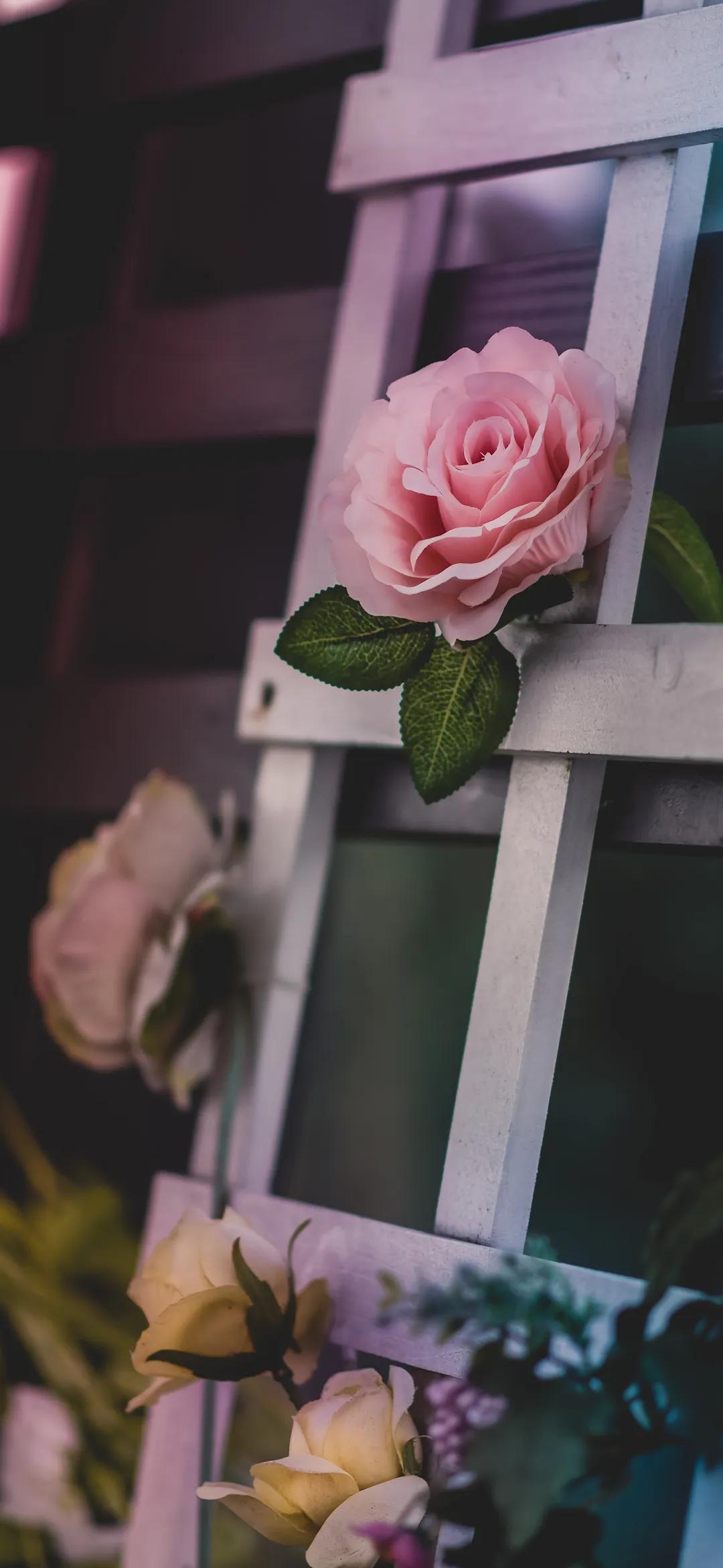 高清壁纸全面屏手机,围棋壁纸高清全面屏