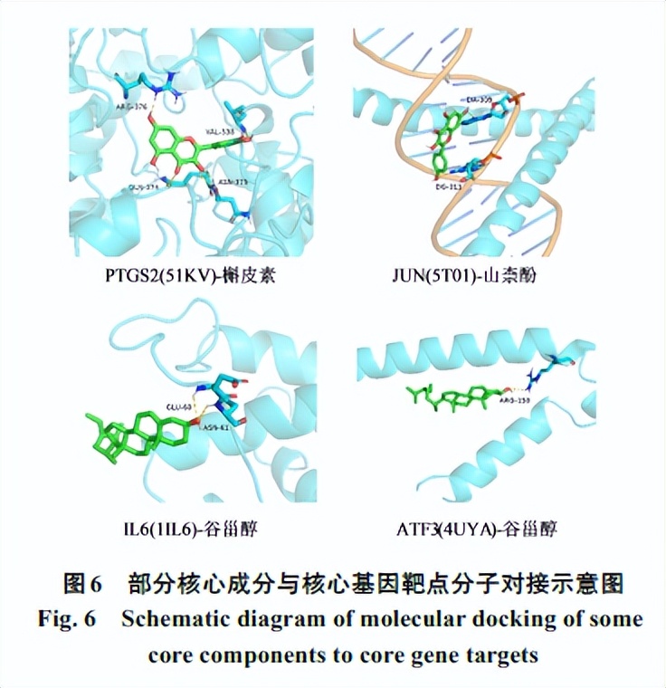 以铁死亡作为切入点，分析对特发性肺纤维化具有治疗作用的中药