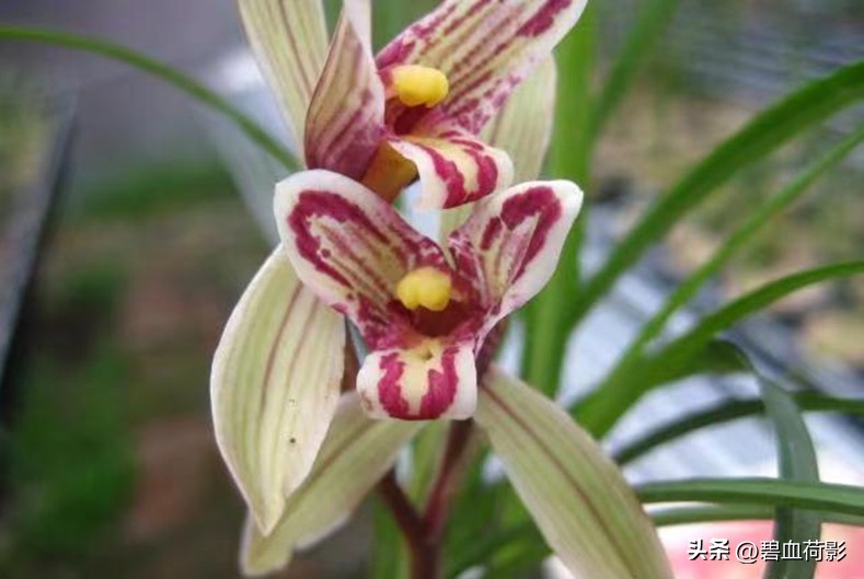 200万的兰花被盗判刑15年,盗挖名贵兰花获刑