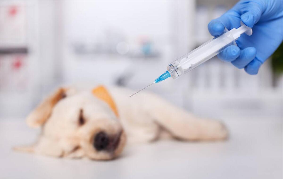 狗舍买到病狗不退,家里养的狗卖了有什么讲究