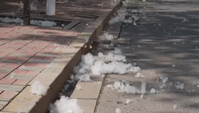 春天的烦恼—“放飞自我”的杨柳絮千万不能点～