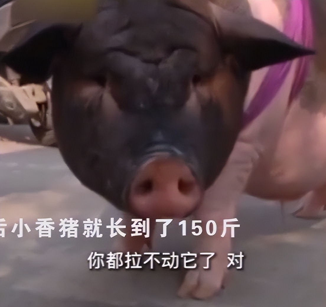 女子网购迷你小香猪,网购迷你小香猪