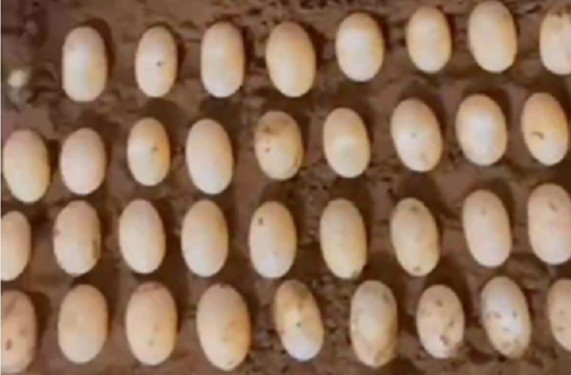 黄喉龟什么时候孵化,黄缘龟蛋孵化多久才能出来