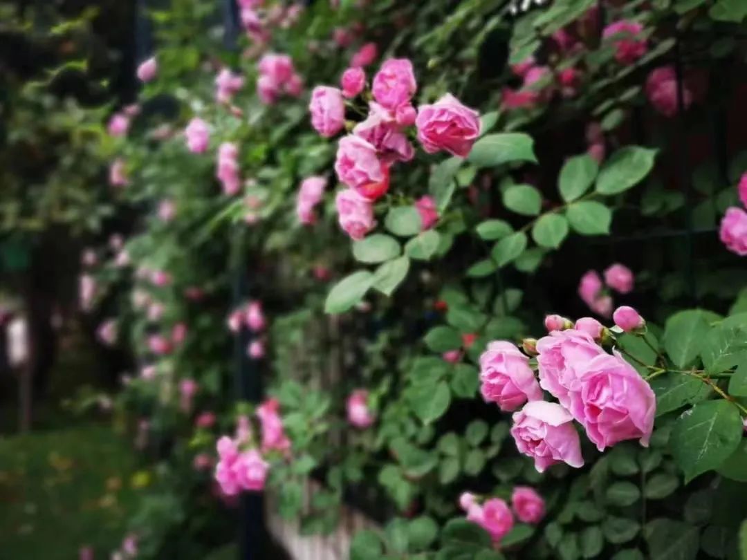 郑东新区永平路小学划片范围,郑州市郑东新区永平路小学