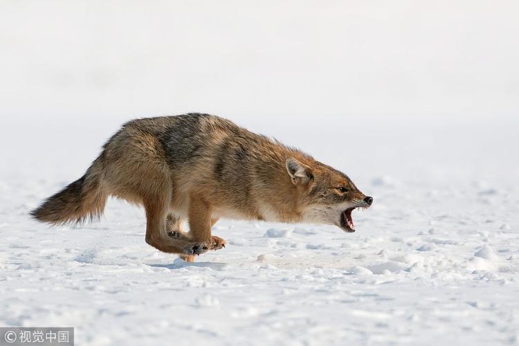 人狼生存搏杀：西伯利亚狼吃羊杀马，牧民雪地摩托杀狼|故事