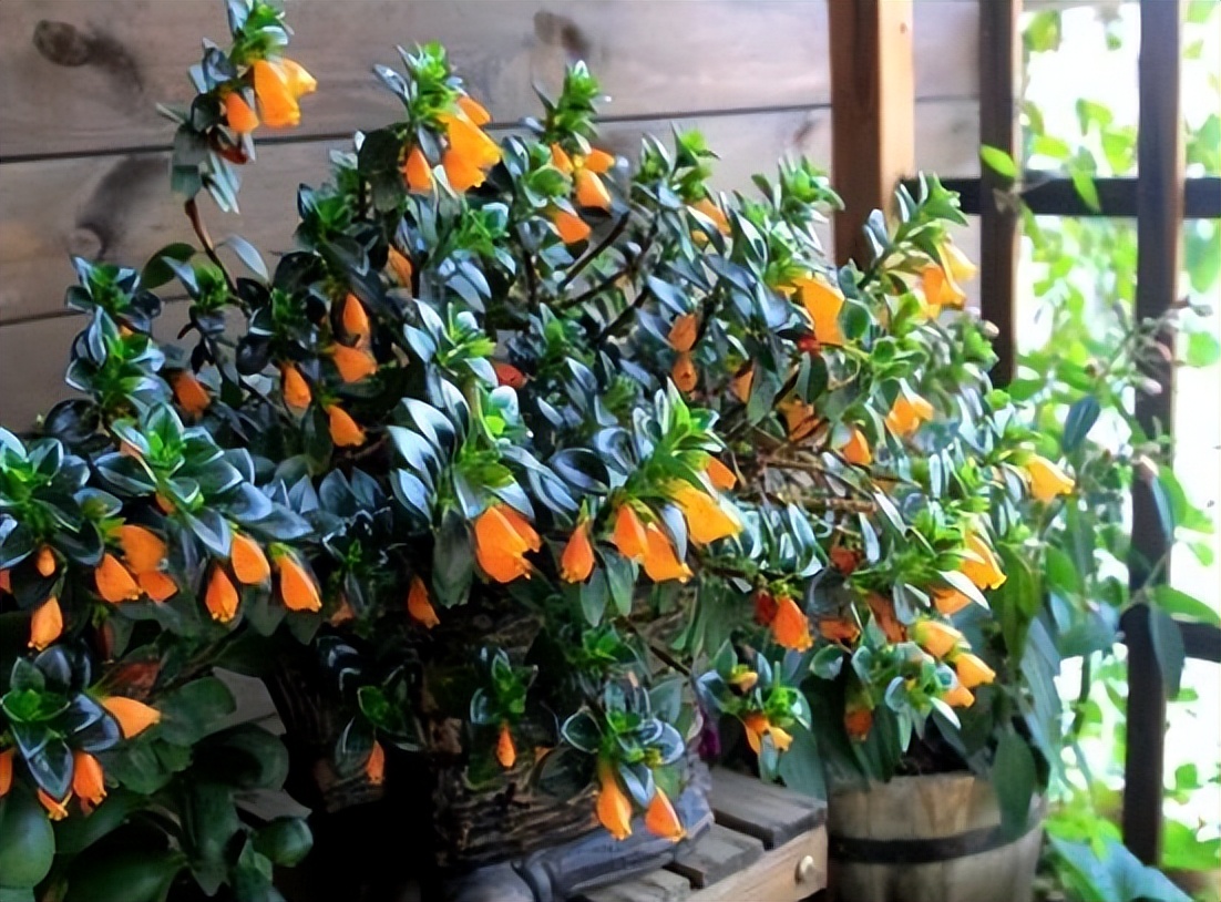 金鱼花养殖方法和注意事项有哪些,盆栽金鱼花的养殖方法和注意事项