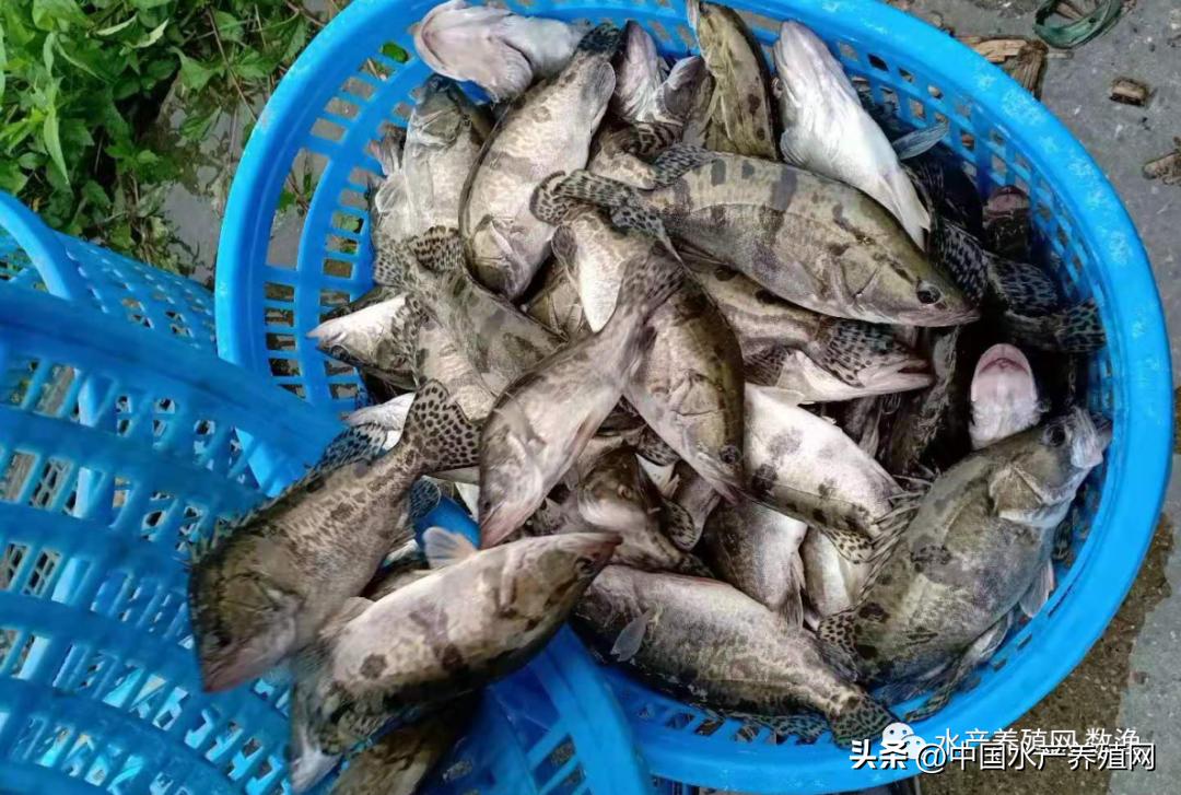 鳜鱼价格下跌,今日鳜鱼价格上涨了多少