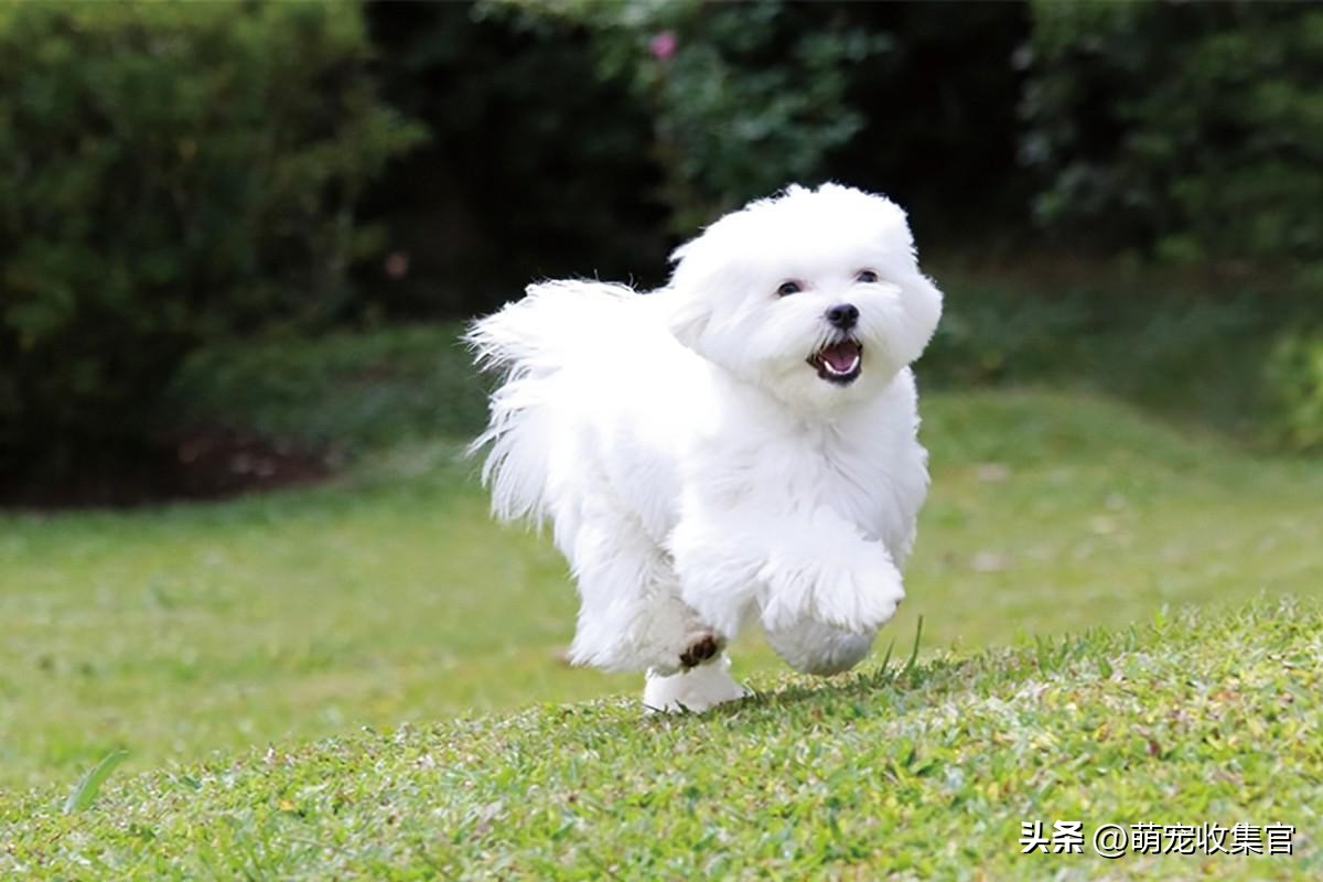 女生第一次养什么狗狗比较适合,女生第一次养狗适合养什么中型狗