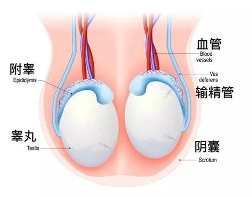从小学生“蛋”被踢伤切除，谈男生*丸睾**的保护