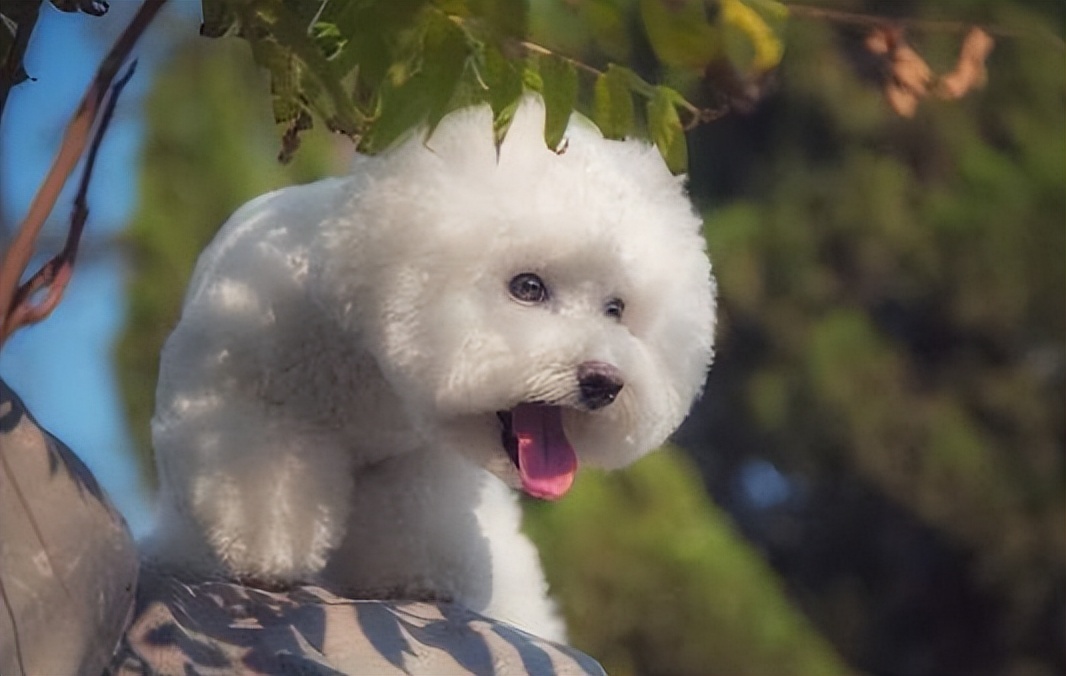 养比熊千万要记住的饲养知识,养比熊的正确方法和注意事项