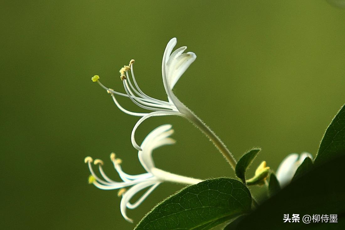 手机拍摄花朵的摄影技巧,拍照技术技巧花朵