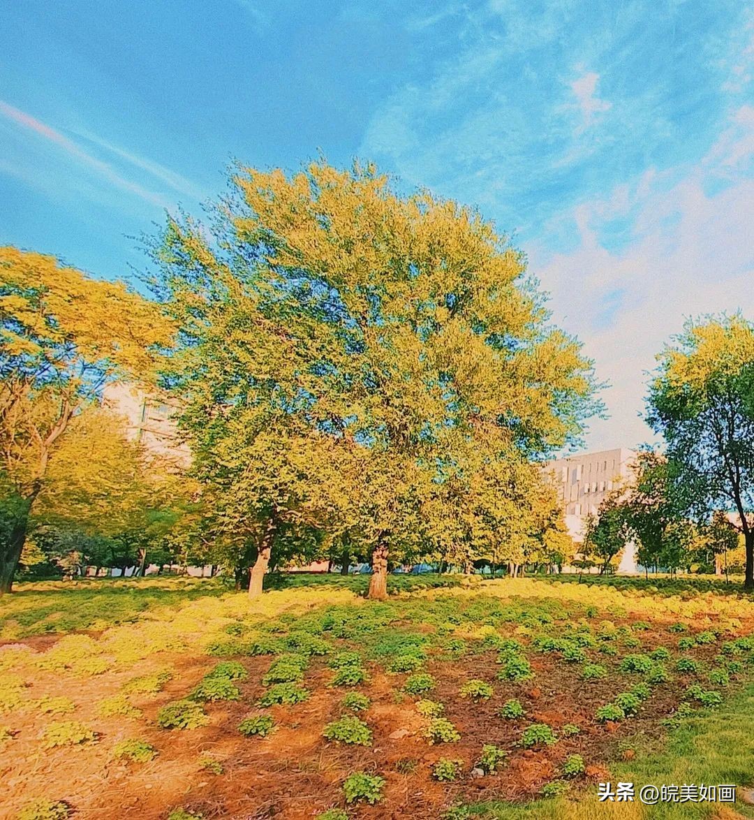 安徽大学好看的风景,高校最美秋景