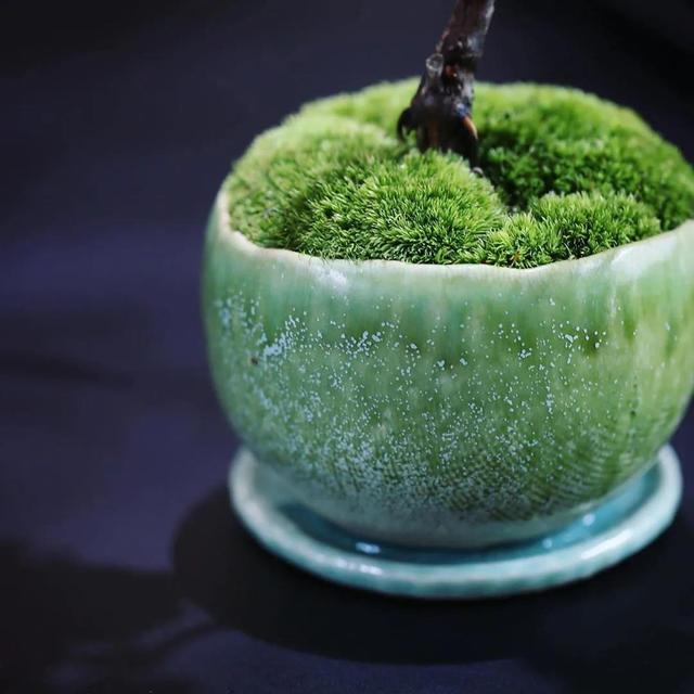 为什么苔藓养不活,苔藓为何养不活