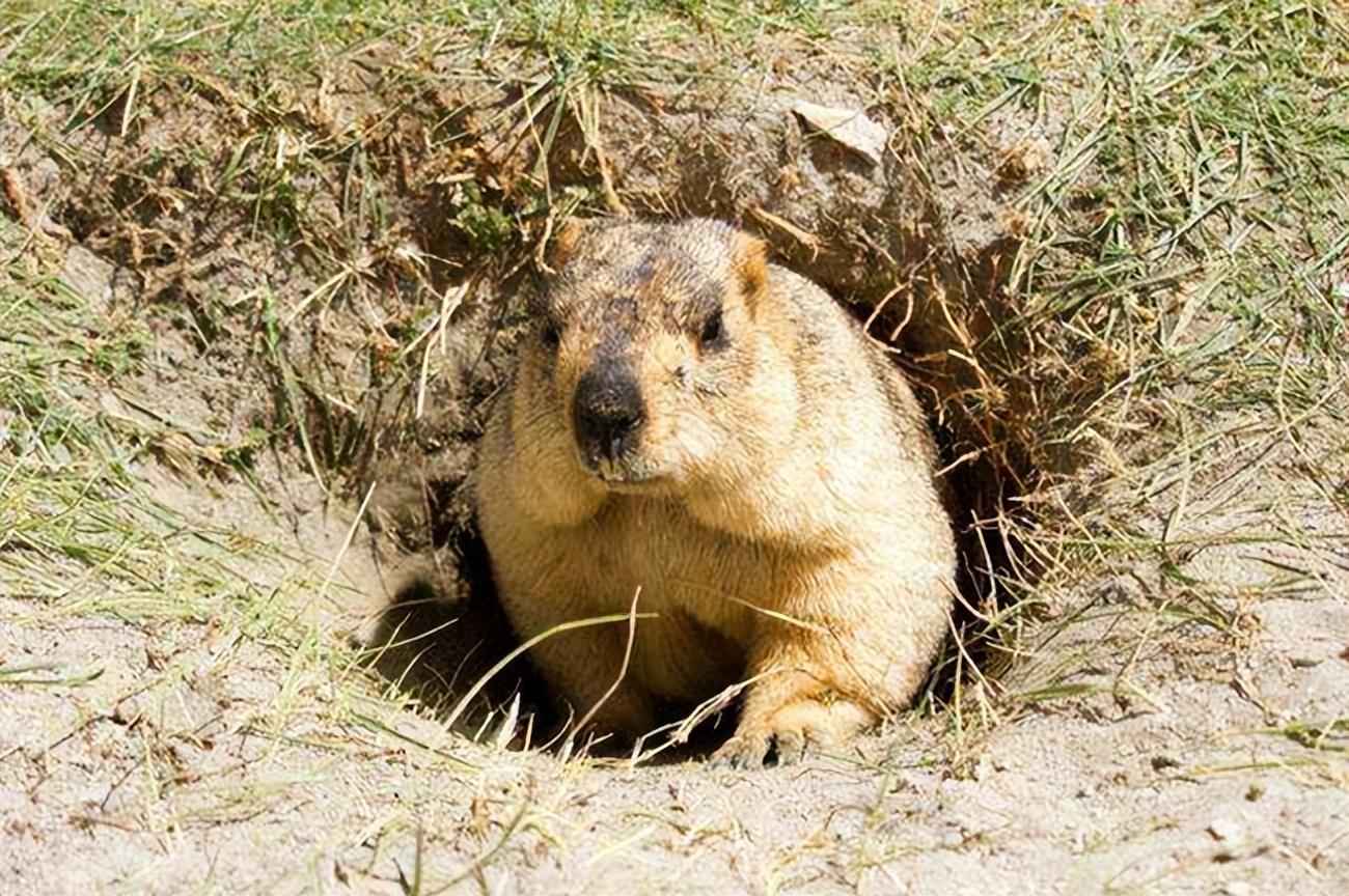 三江源出现“猫中鳌拜”，体态矮胖，表情凶狠，能把毒蛇当辣条吃