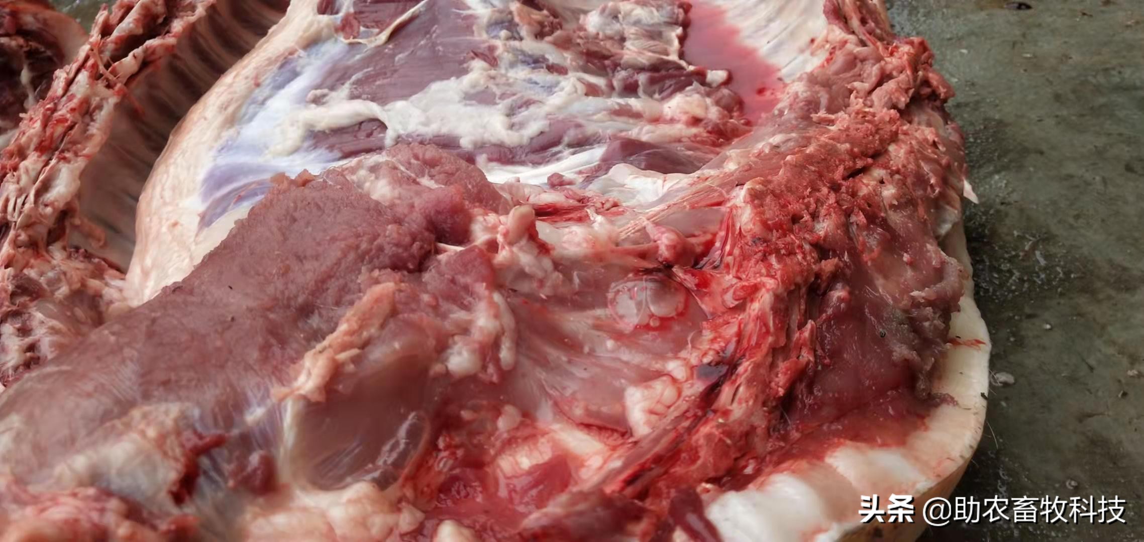 牧草制作发酵教程视频,发酵牧草养猪的正确方法