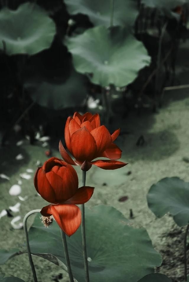 100句精辟的人生哲理的古语句子,150句经典古诗词饱含哲理意味深长