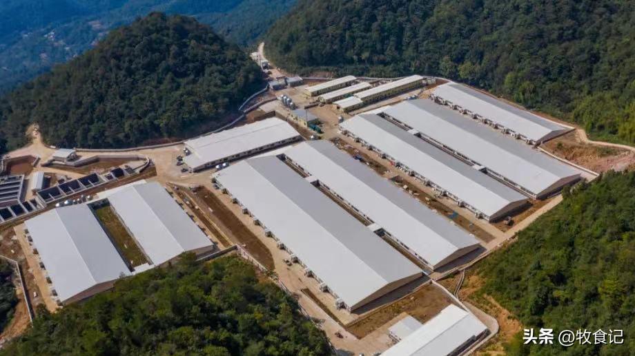 鸡猪齐飞！“中国鲜禽第一股”完成生猪全产业链布局