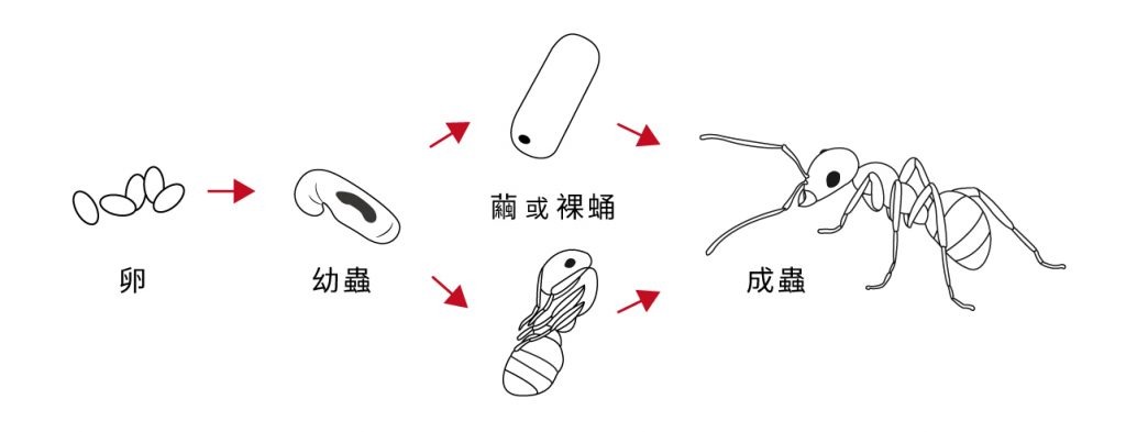 红火蚁已入侵12省份是真是假,红火蚁入侵省份和地区有哪些