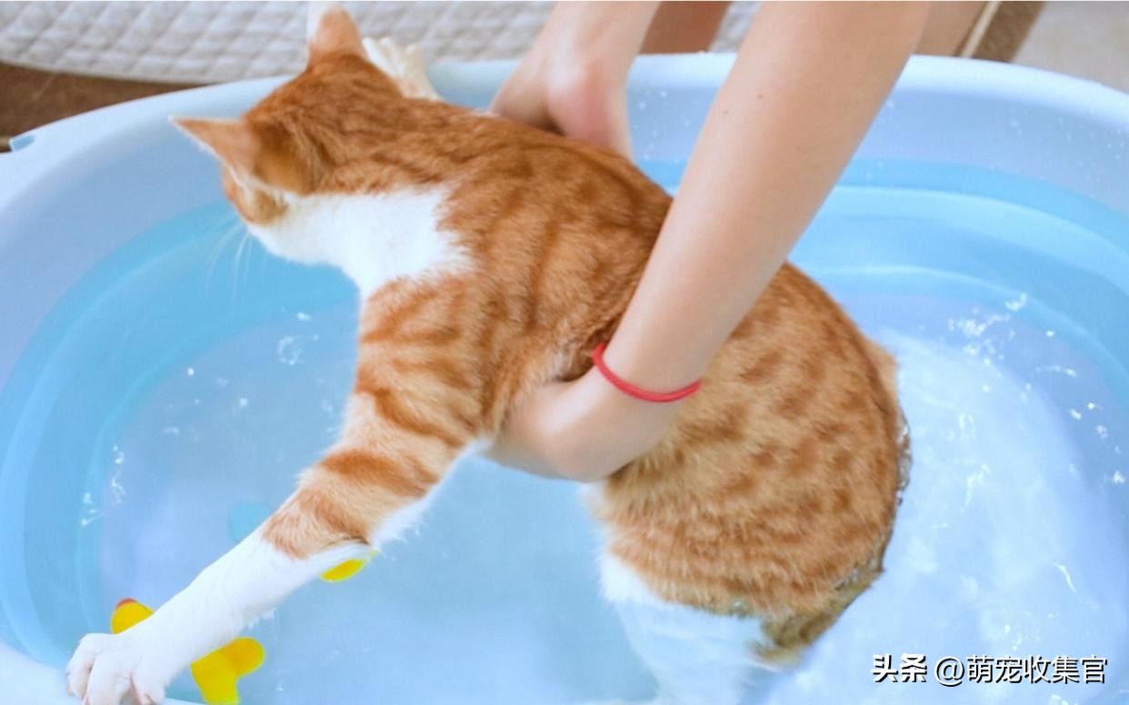 猫洗澡毛没吹干怎么办,猫害怕洗澡的形状