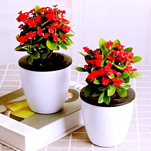 虎刺梅开花像海棠一样红,虎刺红梅花