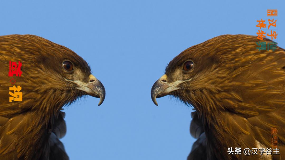 古人云长寿是什么意思,鸢者长寿
