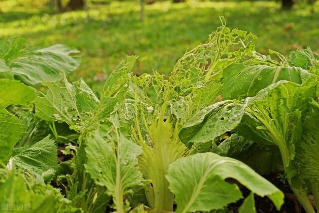 菜青虫、钻心虫、吊丝虫治不住？记住4个配方再难打的虫也能搞定