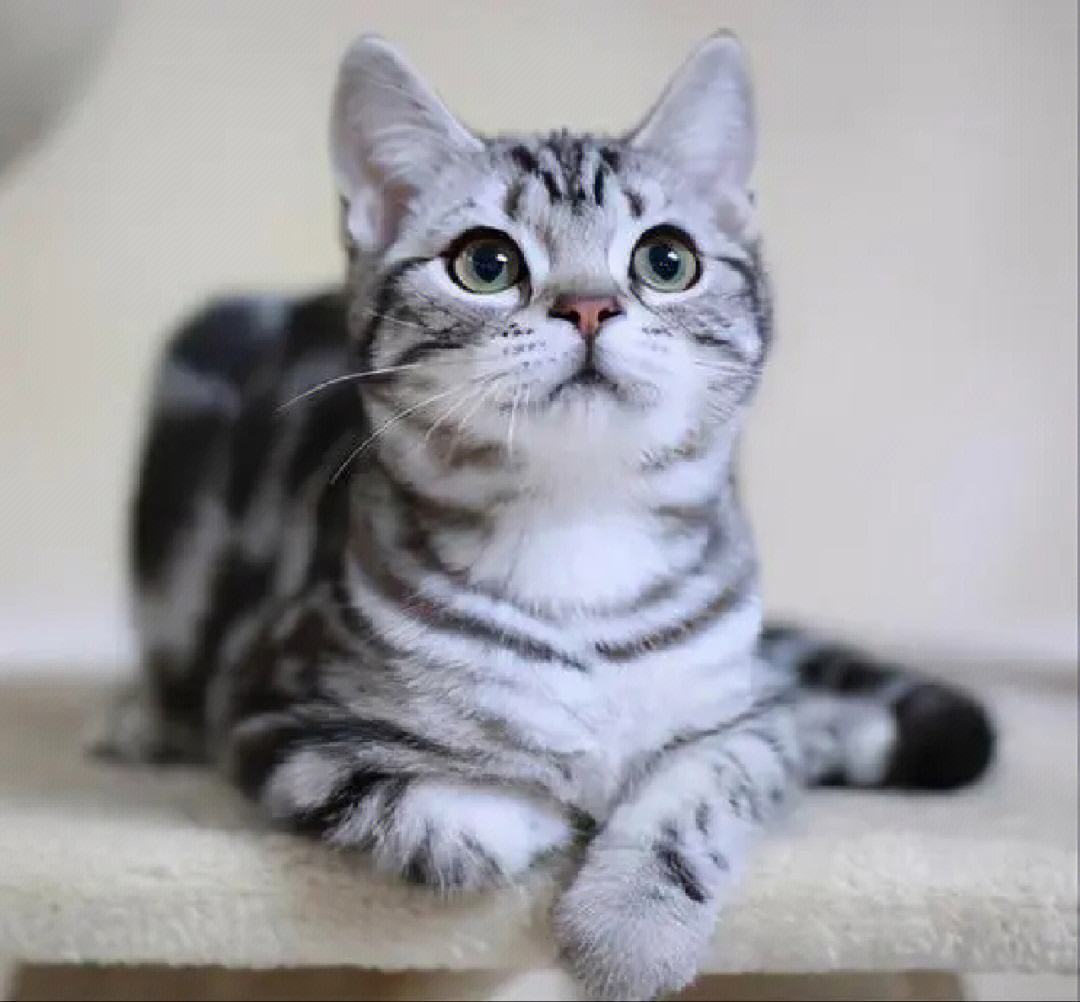 好养好看的短毛猫有哪些品种,狸花猫十种适合新手养的猫