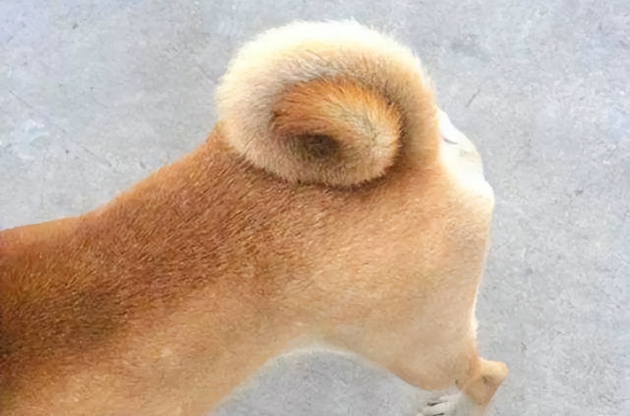 相狗经哪种土狗最好,老祖宗留下来的选狗秘诀