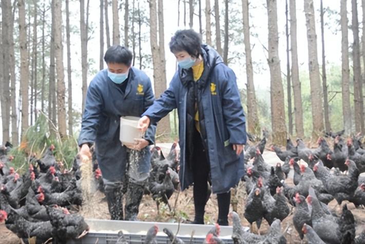 绿壳蛋鸡的养殖全过程,绿壳蛋鸡的正确养殖方法