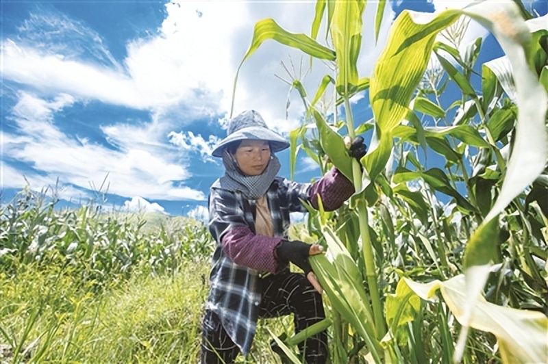 钃濈敯涔℃潙鎸叴绉嶆椤圭洰鍚嶅崟,鎾傝崚鍦扮浼樿川绋诲甫鍔ㄨ传鍥版埛澧炴敹