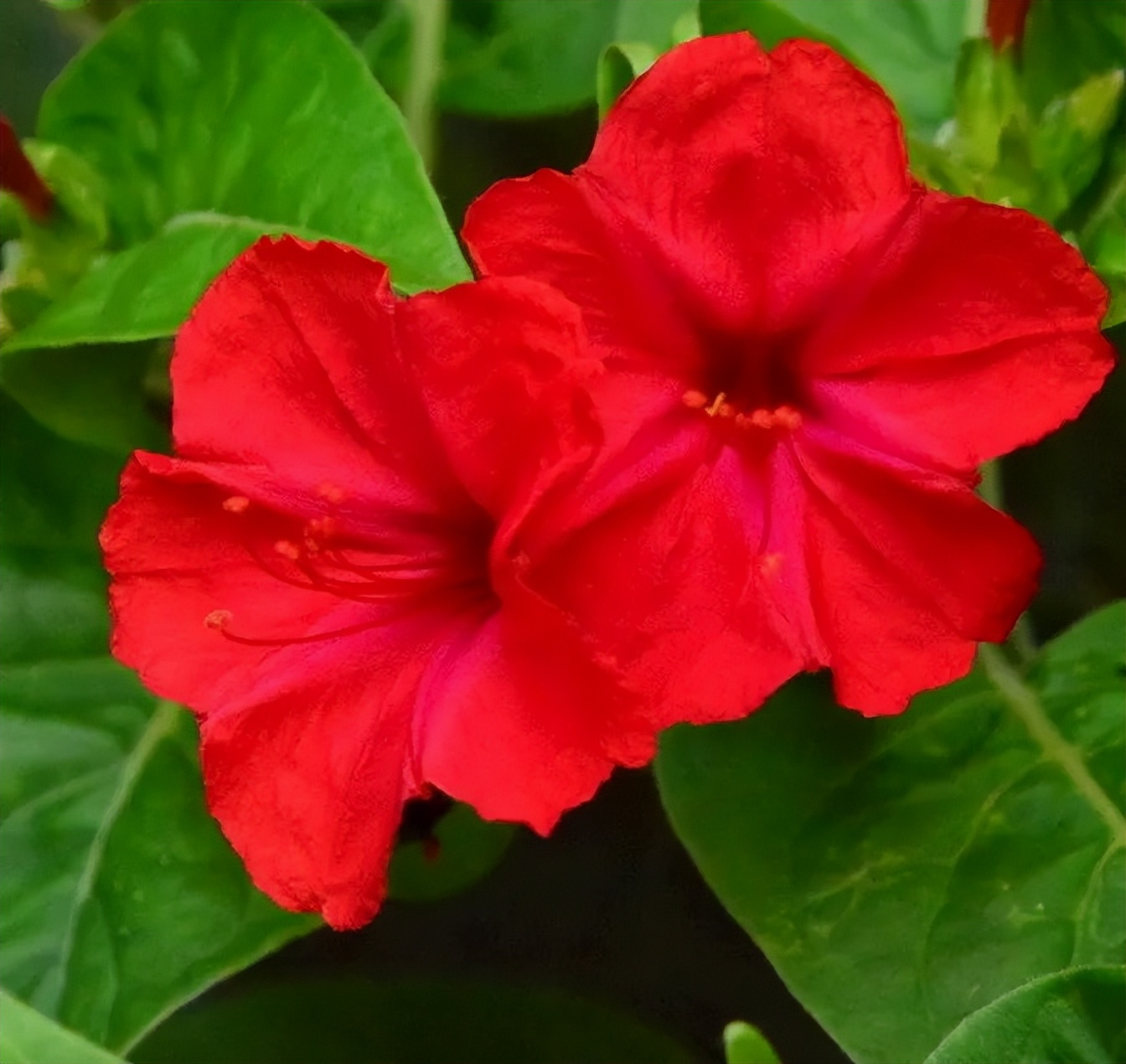 专为懒人养的5种花开花不断,4种不用花钱买的盆栽