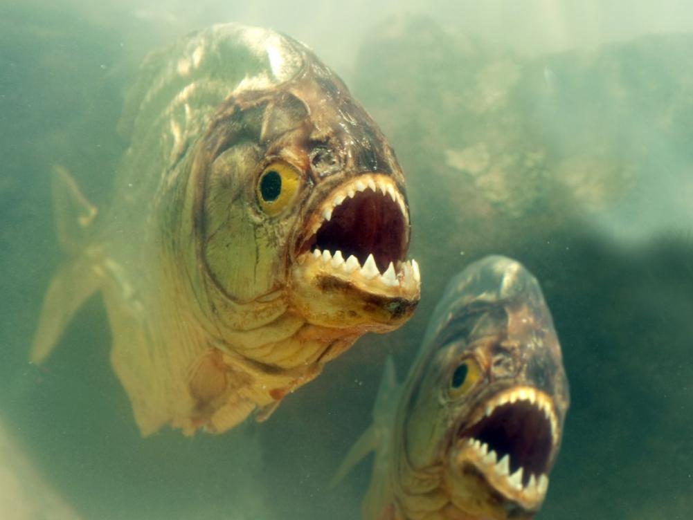 巴西球员被食人鱼吃剩骨,巴西球员惨遭食人鱼