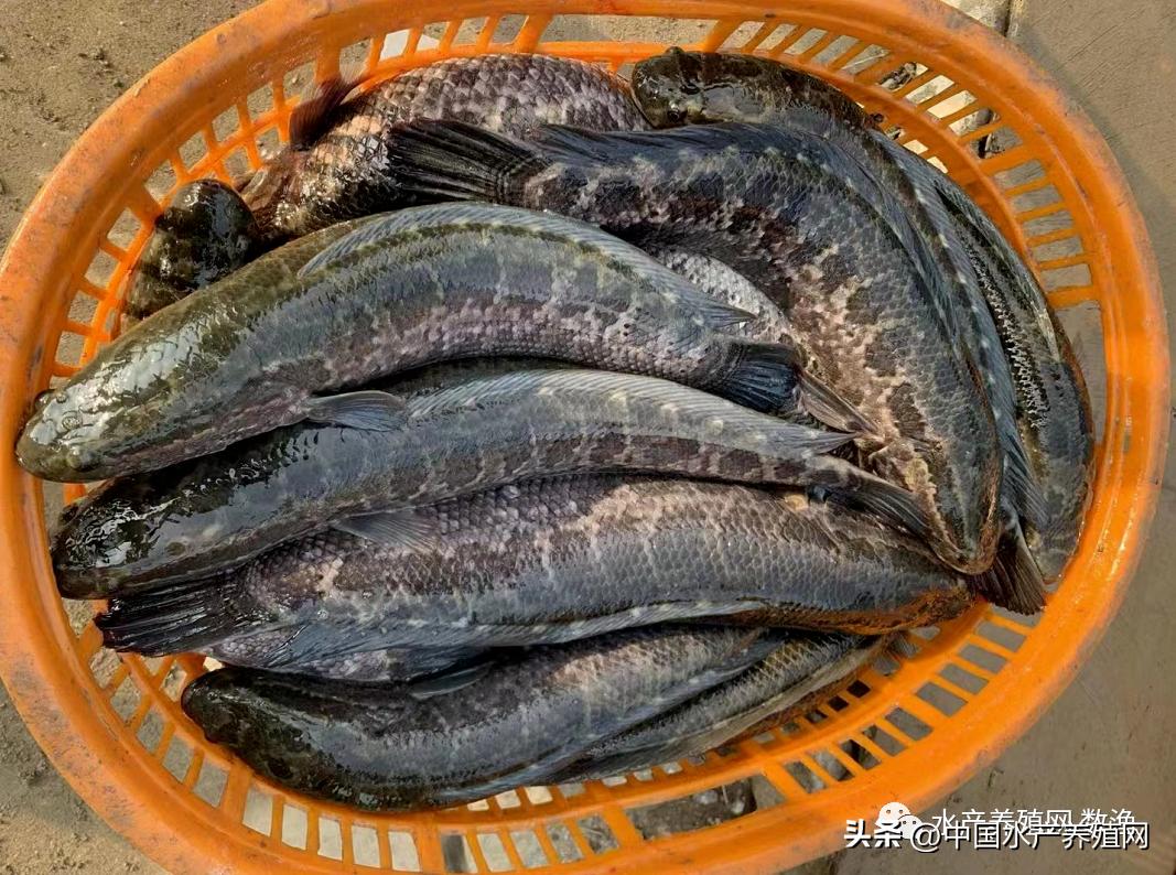 对虾泥鳅鮰鱼跌惨了,黑鱼黄颡鱼草鱼牛蛙也掉,市场一片哀嚎!