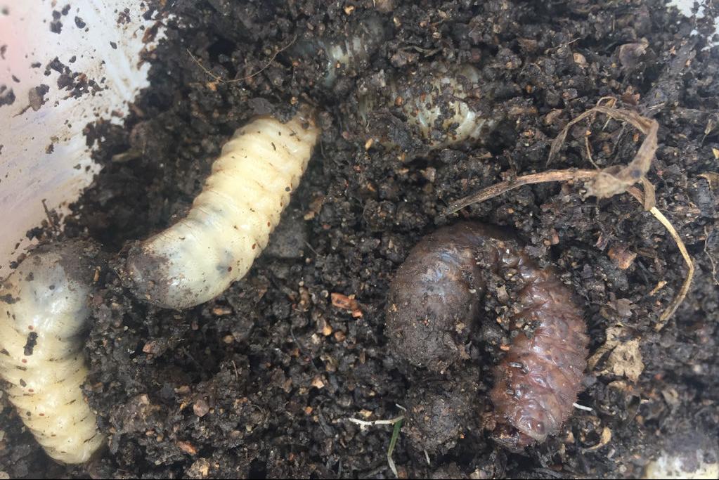 地里有很多土蚕如何处理最好方法,怎样消灭地里的地蚕