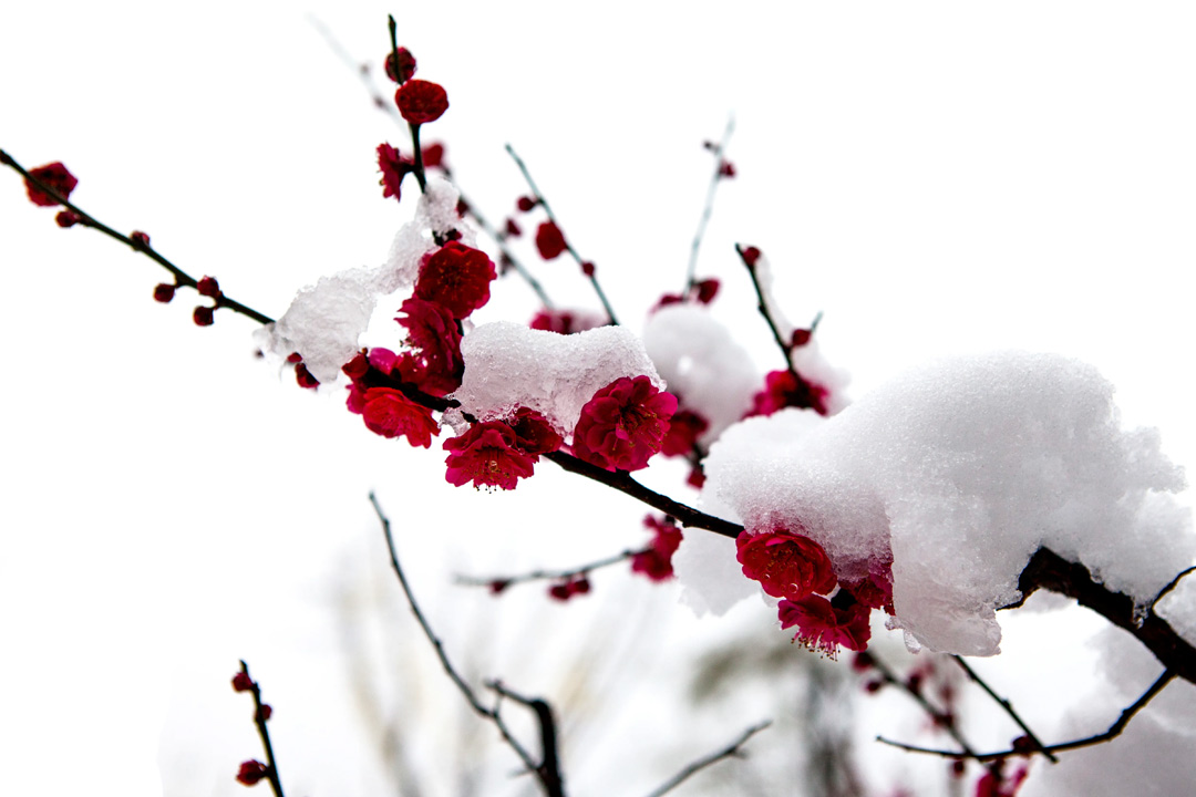 除夕的经典古诗句精选大全,关于除夕的诗句常见有着美好祝愿