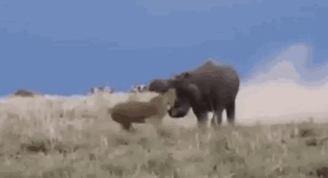 20张罕见的动物图片你看过几张,100张罕见动物照片