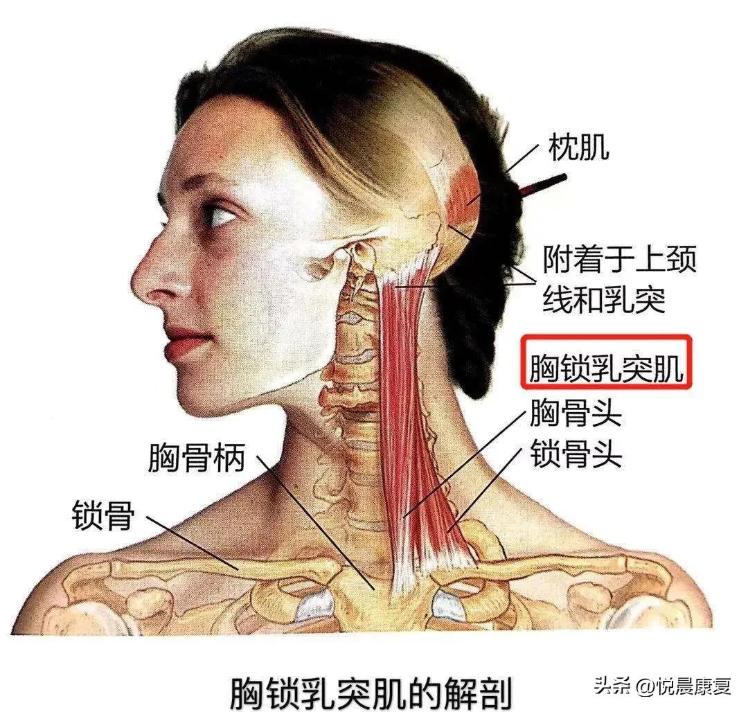 副神经的解剖功能,副神经解剖