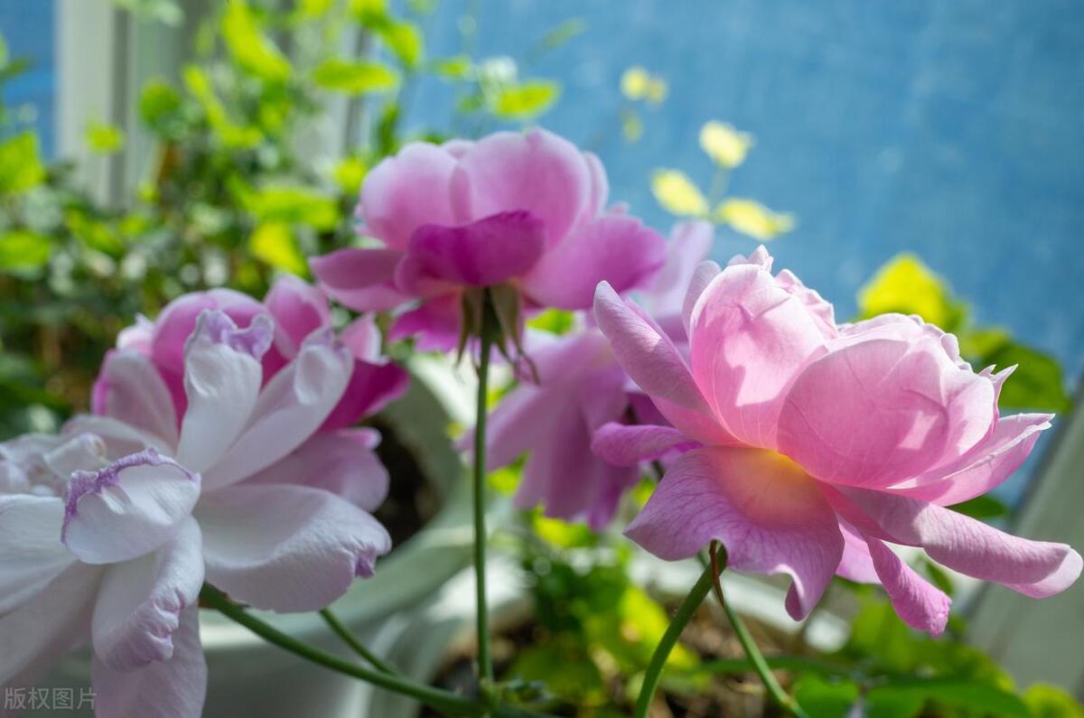 蔷薇叶子干枯了怎么补救,蔷薇叶子发黄是什么原因