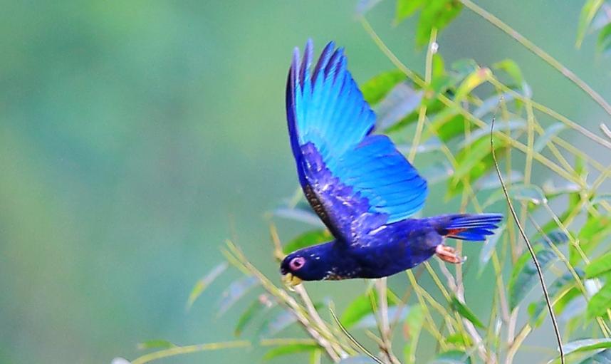 中外“彩虹鸟”大比拼，谁的羽毛颜色，是你心目中的“彩虹色”？