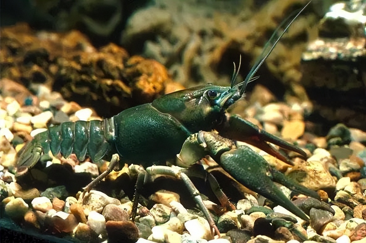夏天小龙虾到底能不能吃,小龙虾烧烤的危害