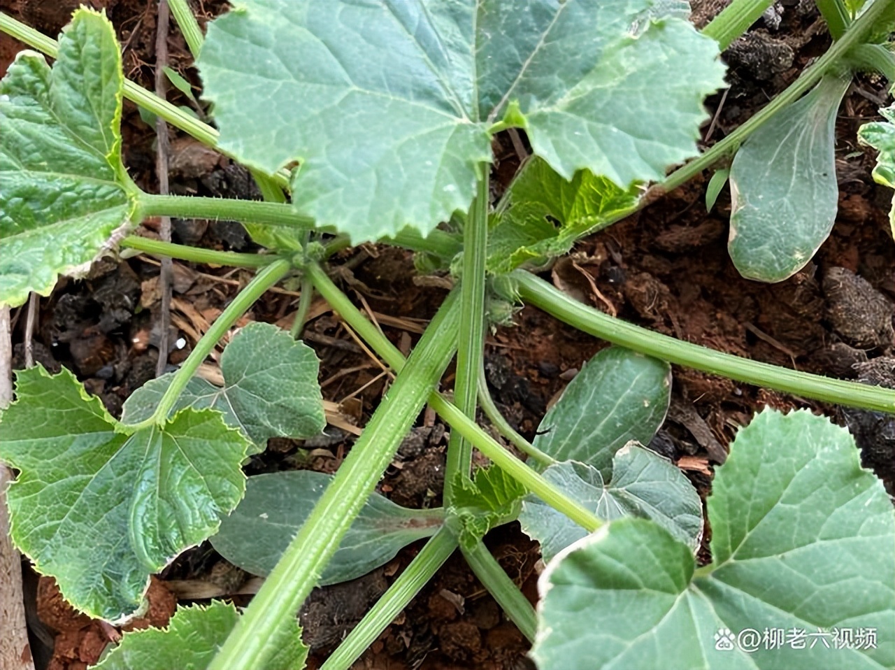 家中好养活的绿色植物,绿色植物给人带来生机勃勃