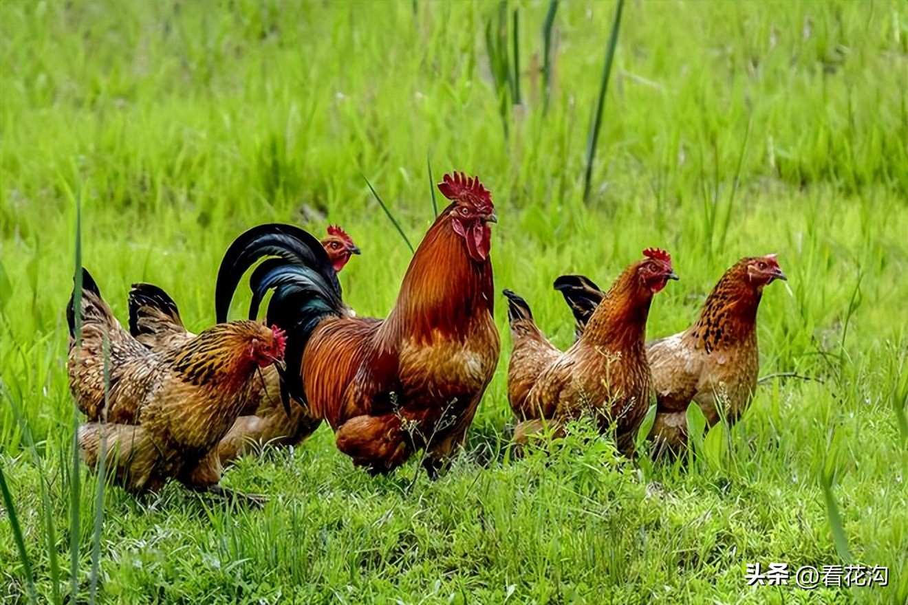 195.河南省舞阳县的概况